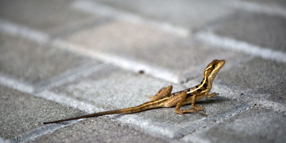 Animalele sălbatice, SURPRIZĂ în orașe: Cum se adaptează, dezvăluie știința