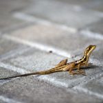 Animalele sălbatice, SURPRIZĂ în orașe: Cum se adaptează, dezvăluie știința