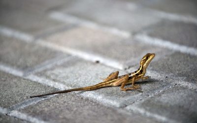 Animalele sălbatice, SURPRIZĂ în orașe: Cum se adaptează, dezvăluie știința