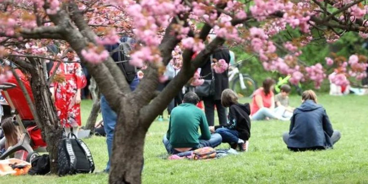 Tradiția japoneză, veche de secole, cucerește și România