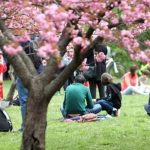 Tradiția japoneză, veche de secole, cucerește și România