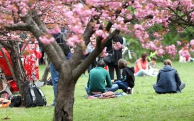 Tradiția japoneză, veche de secole, cucerește și România