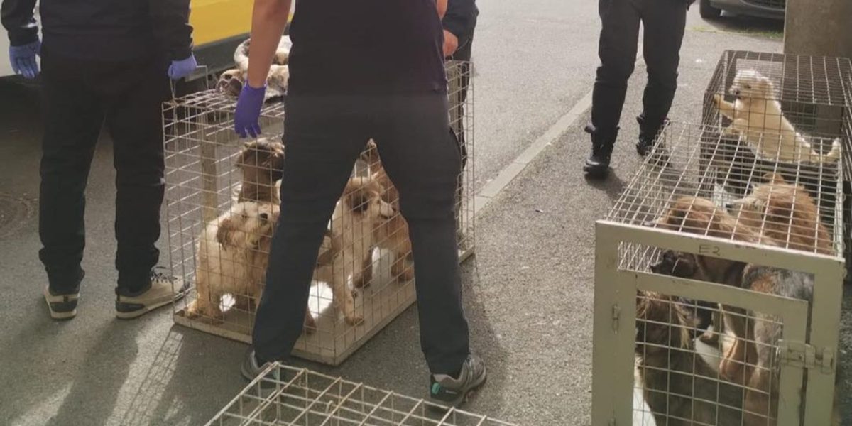 Zeci de câini salvați într-un apartament din București: Mizerie, foame și sete