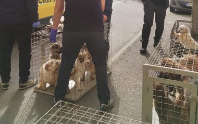 Zeci de câini salvați într-un apartament din București: Mizerie, foame și sete