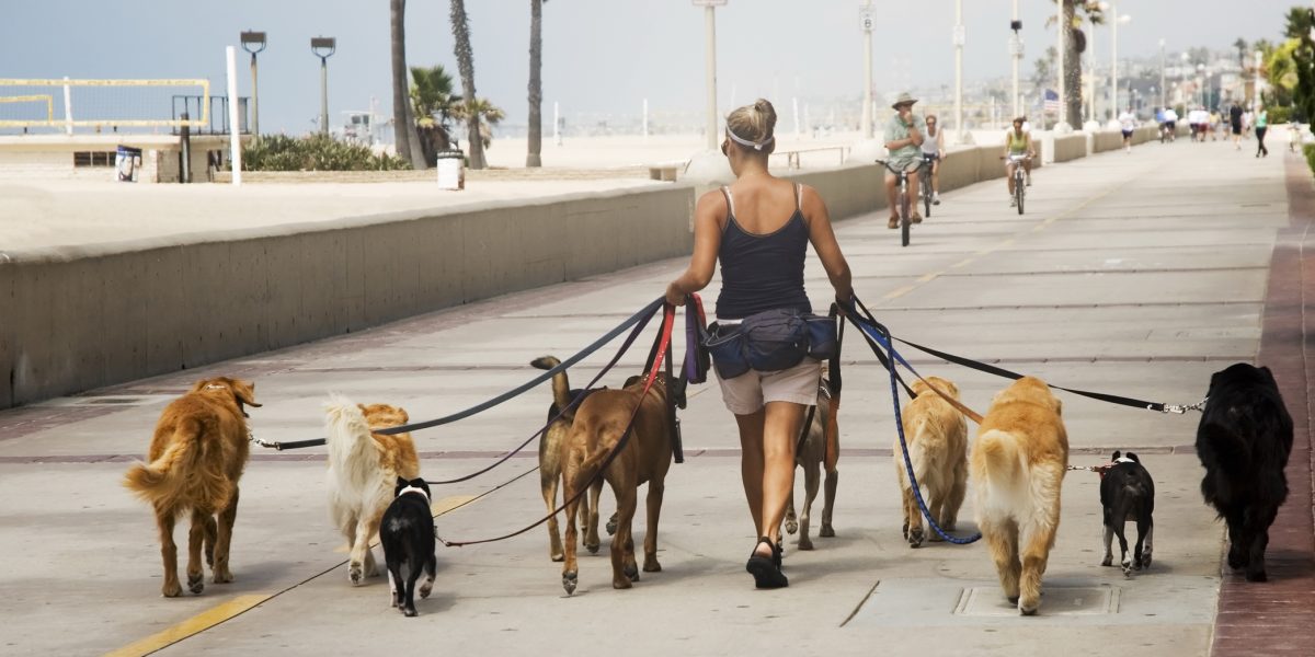 Câți ani de chin? Câinele legat, reguli noi pentru stăpânii din România