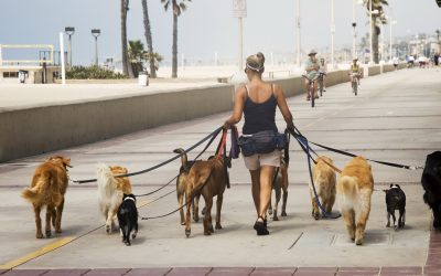 Câți ani de chin? Câinele legat, reguli noi pentru stăpânii din România