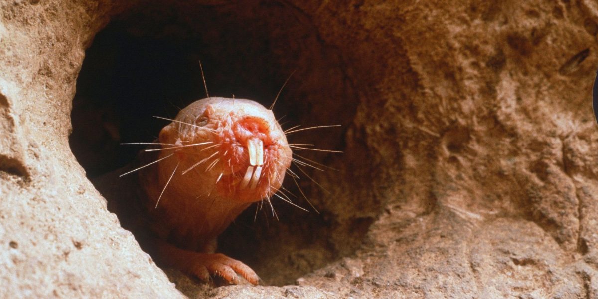 Cine folosește dinții ca să simtă lumea? Test de cultură generală