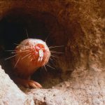 Cine folosește dinții ca să simtă lumea? Test de cultură generală