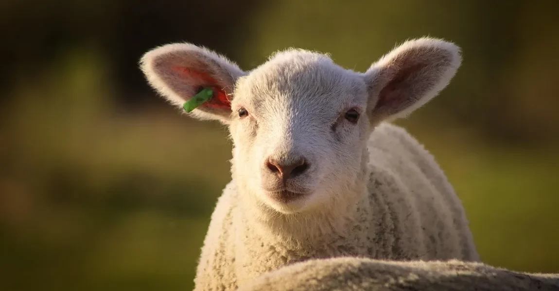 Carnea de miel, vedeta meselor de Paște, are prețuri variabile în marile magazine Apropierea sărbătorilor pascale aduce în atenție prețurile alimentelor tradiționale, iar carnea de miel este, fără îndoială, un punct de interes major pentru consumatori