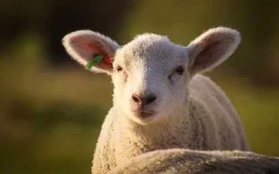 Carnea de miel, vedeta meselor de Paște, are prețuri variabile în marile magazine Apropierea sărbătorilor pascale aduce în atenție prețurile alimentelor tradiționale, iar carnea de miel este, fără îndoială, un punct de interes major pentru consumatori