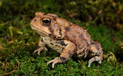 Test de cultură generală: Câte insecte mănâncă o broască într-o zi?