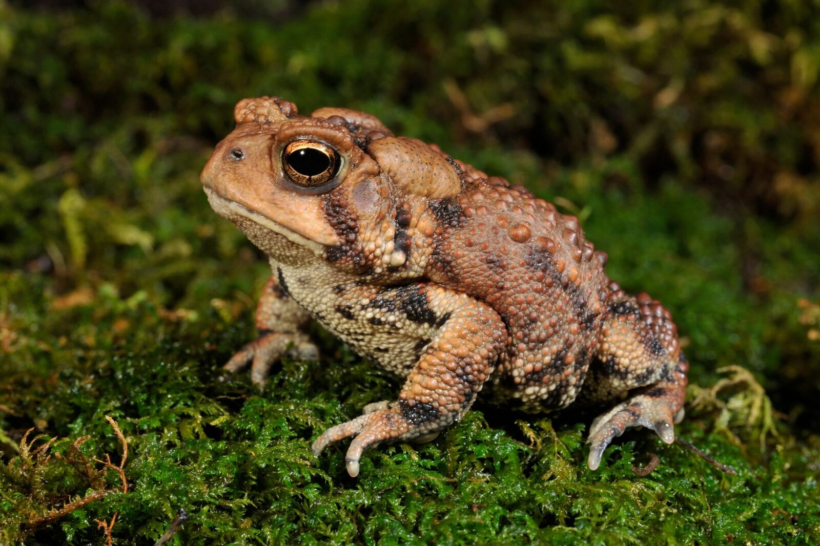 Test de cultură generală: Câte insecte mănâncă o broască într-o zi?