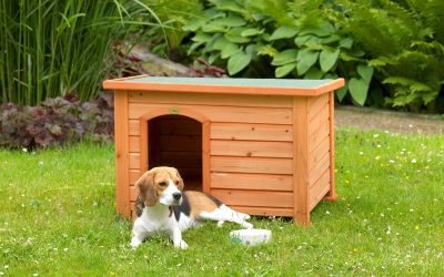 Amenzi usturătoare pentru proprietarii de câini: Ce spune legea despre adăpost, lanț și numărul de animale București – Proprietarii de câini trebuie să fie atenți la noile reglementări privind bunăstarea animalelor, pentru a evita amenzi usturătoare