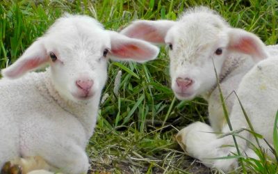 Imagine: Mielul, un lux? Românii caută alternative mai ieftine pentru masa de Paște Bucuria sărbătorilor pascale vine la pachet, pentru mulți români, cu o dilemă: cum să onoreze tradiția, dar să nu golească buzunarele? Cu prețurile la carne de miel în creștere constantă, tot mai multe familii se orientează către alternative mai accesibile, fără a renunța la savoarea mesei festive