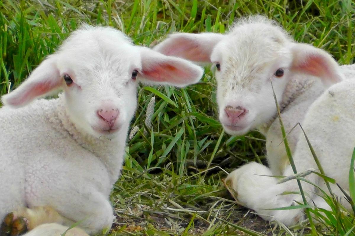 Imagine: Mielul, un lux? Românii caută alternative mai ieftine pentru masa de Paște Bucuria sărbătorilor pascale vine la pachet, pentru mulți români, cu o dilemă: cum să onoreze tradiția, dar să nu golească buzunarele? Cu prețurile la carne de miel în creștere constantă, tot mai multe familii se orientează către alternative mai accesibile, fără a renunța la savoarea mesei festive