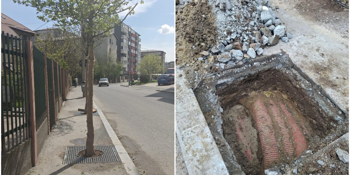 Arbori plantati în Sectorul 4, pe cabluri și trotuare: 1,6 milioane de euro pentru scandal