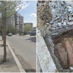Arbori plantati în Sectorul 4, pe cabluri și trotuare: 1,6 milioane de euro pentru scandal
