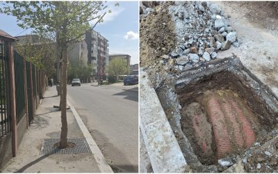 Arbori plantati în Sectorul 4, pe cabluri și trotuare: 1,6 milioane de euro pentru scandal