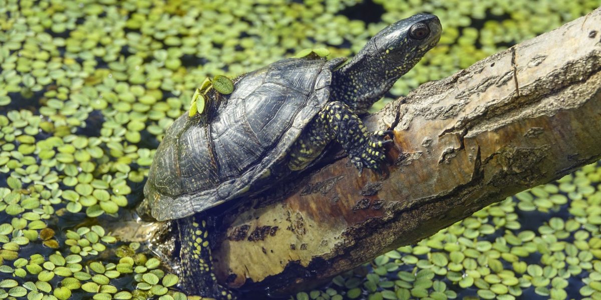 Neanderthalienii din Germania: Copiii vânau țestoase, nu pentru mâncare