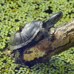 Neanderthalienii din Germania: Copiii vânau țestoase, nu pentru mâncare