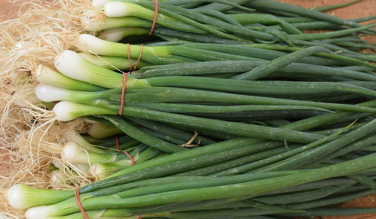 Ceapa verde: Trucul simplu prin care o poți regenera acasă, fără efort Bucătăria românească nu poate fi concepută fără ceapă verde
