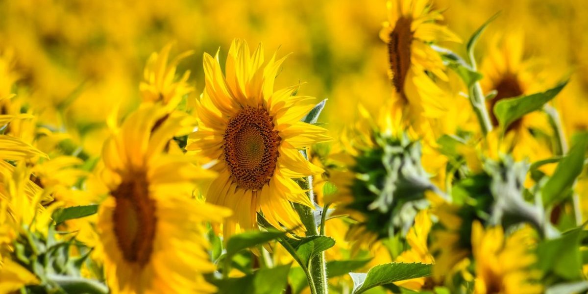 Record de producție la floarea soarelui: România, lider în UE