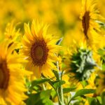 Record de producție la floarea soarelui: România, lider în UE