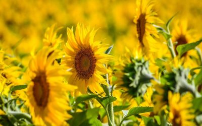 Record de producție la floarea soarelui: România, lider în UE