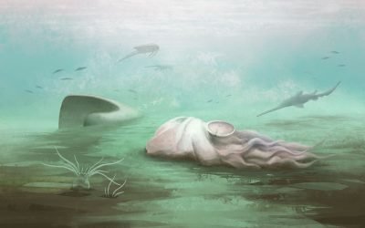 Fosila-record, dată peste cap: Ce dezvăluie scanările despre „caracatiță”