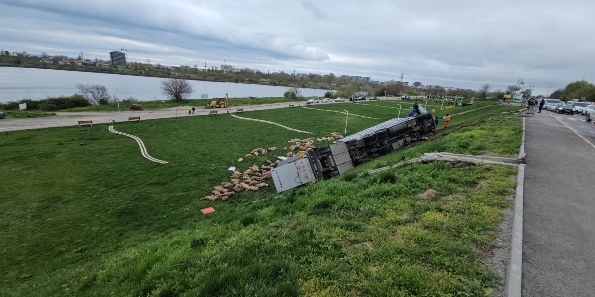 Camion cu oi răsturnat: 160 de animale au murit pe șosea