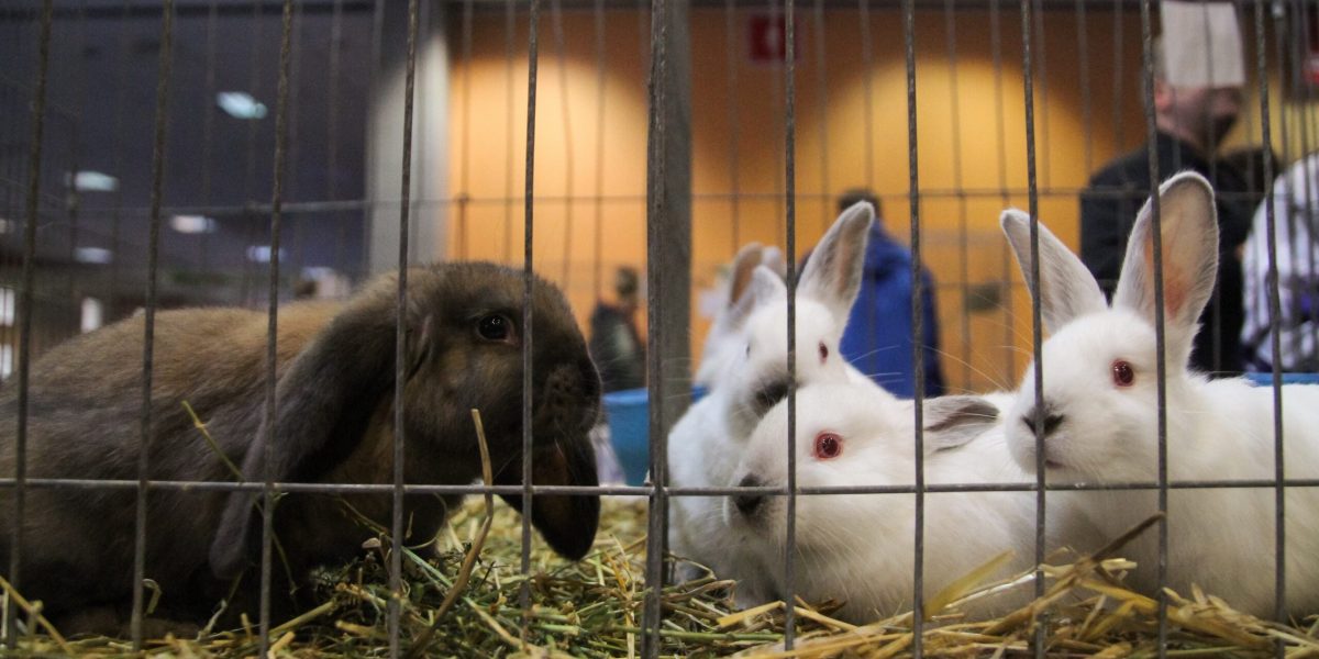 Un iepure NU e de Crăciun: Animalul, un angajament pe termen lung