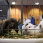 Un iepure NU e de Crăciun: Animalul, un angajament pe termen lung