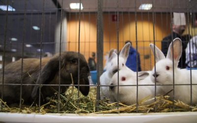 Un iepure NU e de Crăciun: Animalul, un angajament pe termen lung