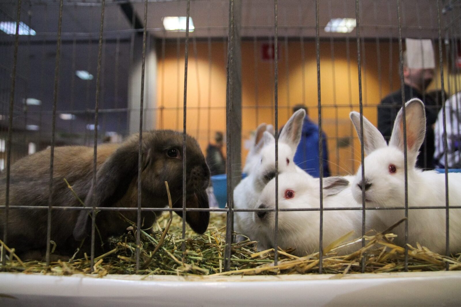 Un iepure NU e de Crăciun: Animalul, un angajament pe termen lung