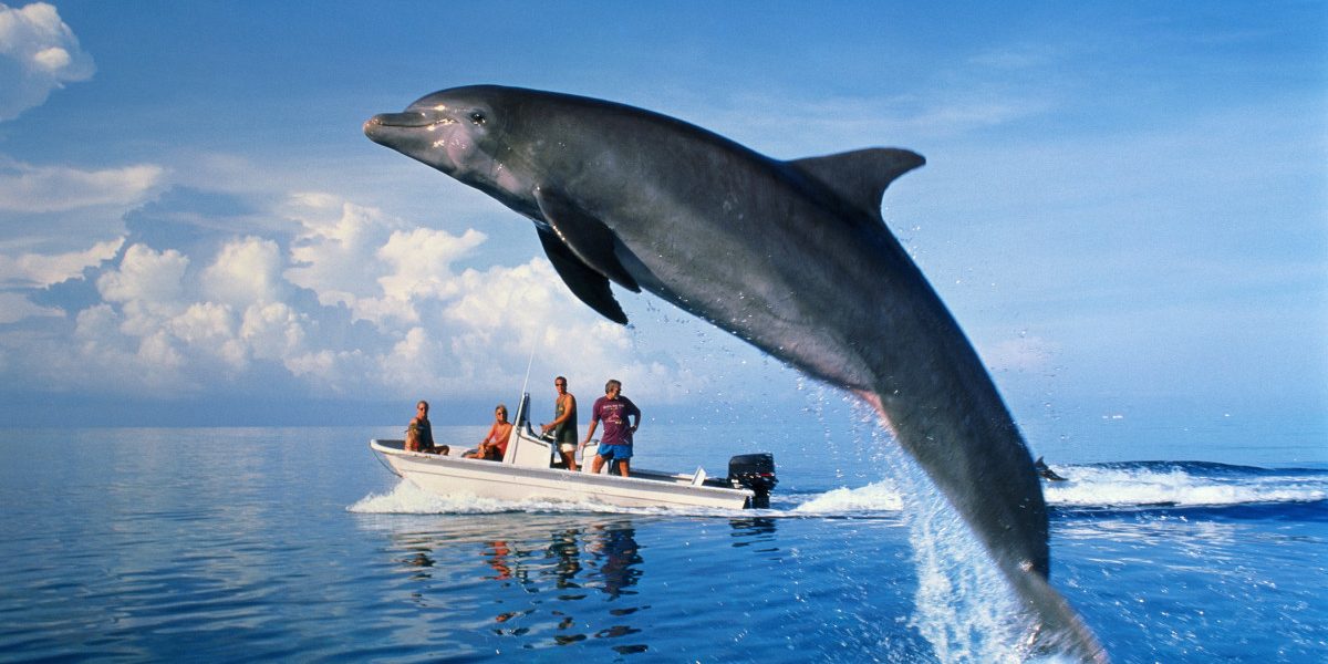 Drama pe litoralul românesc: 23 de delfini, morți pe plajele din Constanța