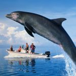 Drama pe litoralul românesc: 23 de delfini, morți pe plajele din Constanța