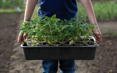 Răsadurile de roșii, vedete în grădini: Soiurile „care nu te lasă”