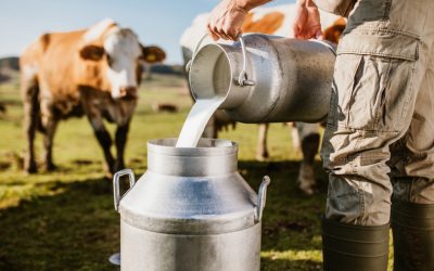 Criza laptelui în România: Fermierii se confruntă cu dificultăți majore Războiul din Orientul Mijlociu și creșterea prețurilor la îngrășăminte și motorină au pus o presiune majoră asupra producătorilor de lapte din România