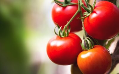 Rosii scumpe la poarta solarilor: „cele mai mari costuri din ultimii ani”