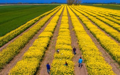 SUA vs. Iran: Piețele agricole, în derivă. România, ferită de penurie, spune expertul Cezar Gheorghe