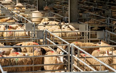 Algeria vrea să importe un milion de ovine din România în 2027, pentru prima dată cu carne de oaie Algeria intenționează să importe peste un milion de ovine din România în anul 2027, potrivit Autorității Naționale Sanitare Veterinare și pentru Siguranța Alimentelor (ANSVSA)