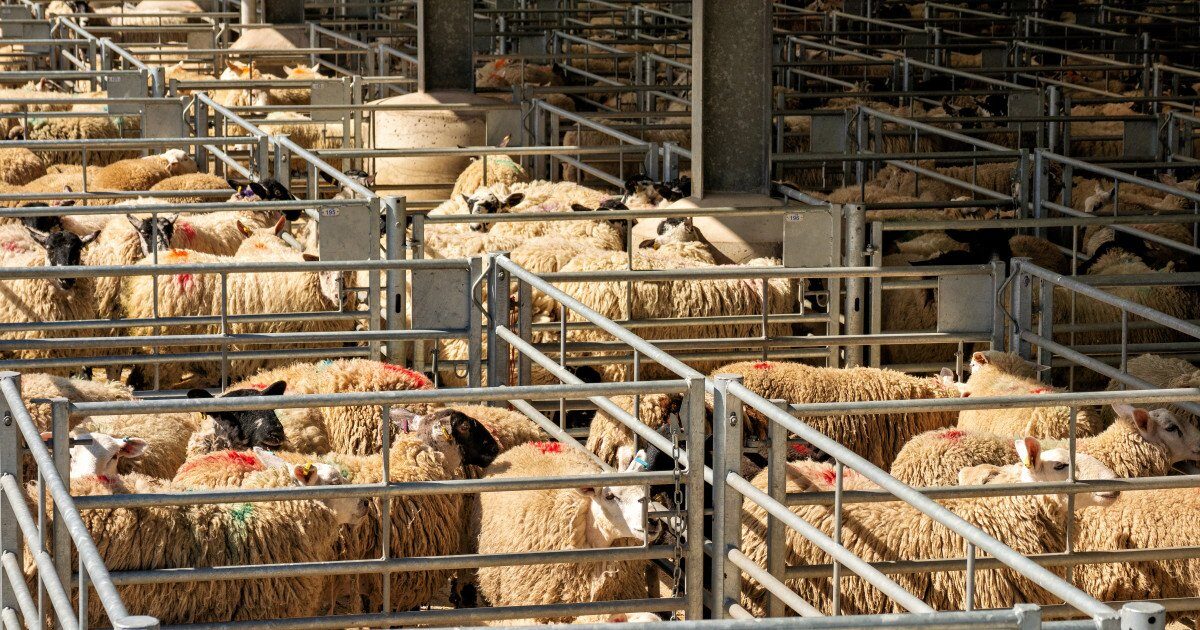 Algeria vrea să importe un milion de ovine din România în 2027, pentru prima dată cu carne de oaie Algeria intenționează să importe peste un milion de ovine din România în anul 2027, potrivit Autorității Naționale Sanitare Veterinare și pentru Siguranța Alimentelor (ANSVSA)