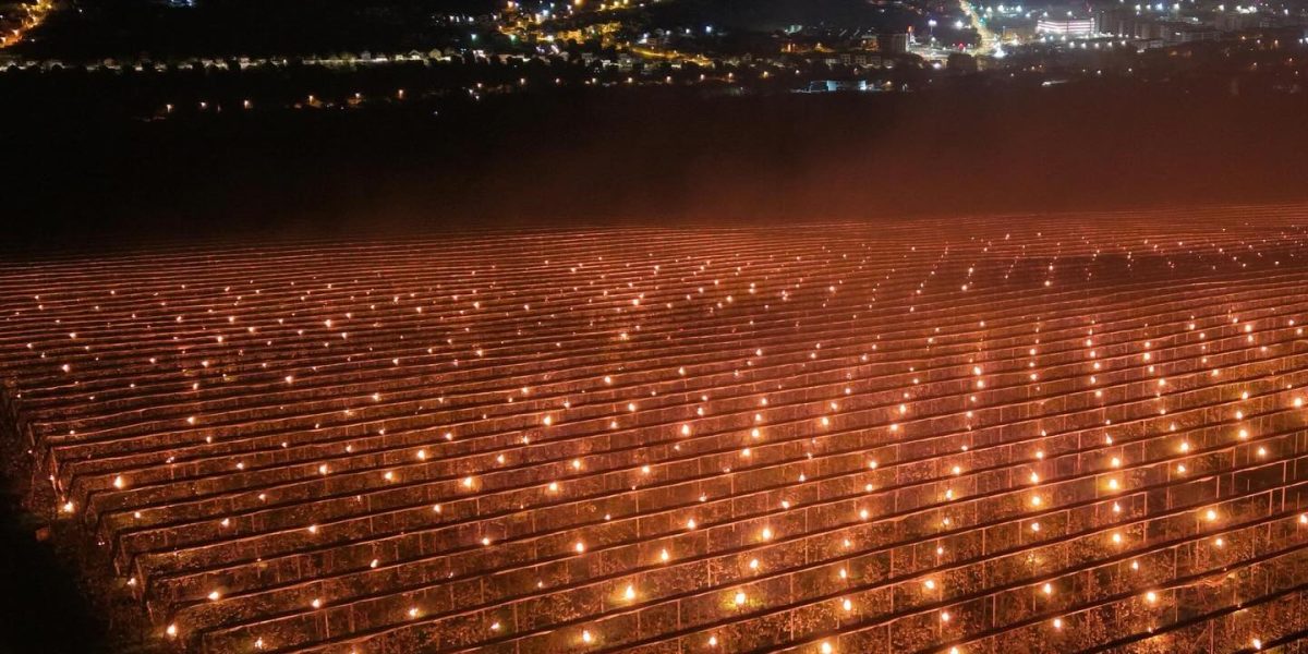 Cum protejează o fermă din Cluj culturile de îngheț: Lumânări speciale