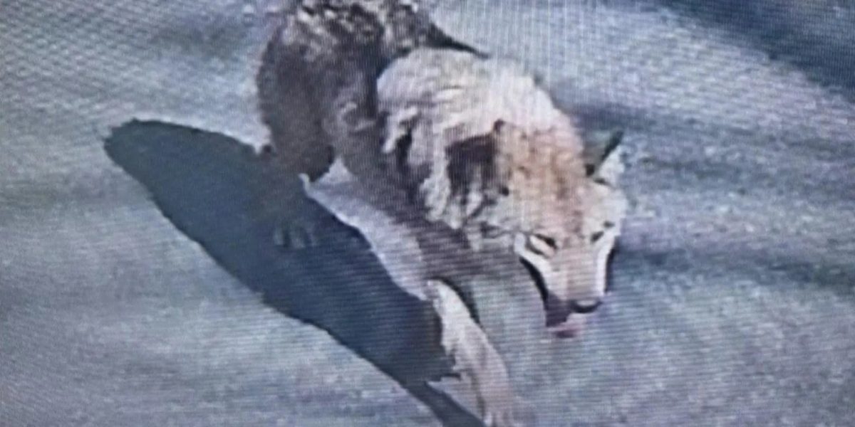 Mobilizare de amploare din cauza unui lup fugar, în Coreea de Sud. E căutat cu drone și trupe militare, iar președintele a emis un mesaj