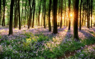 Vremea se schimbă: ANM anunță ce ne așteaptă în următoarele patru săptămâni Administrația Națională de Meteorologie (ANM) a prezentat marți prognoza actualizată pentru perioada 6 aprilie – 4 mai