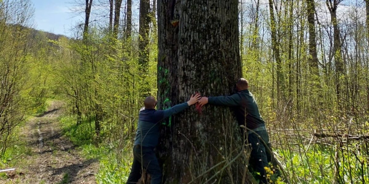 Diana Buzoianu salvează copacii seculari de lângă Iași: „Vor fi lăsați pentru biodiversitate”