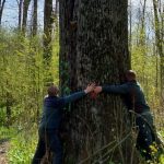 Diana Buzoianu salvează copacii seculari de lângă Iași: „Vor fi lăsați pentru biodiversitate”