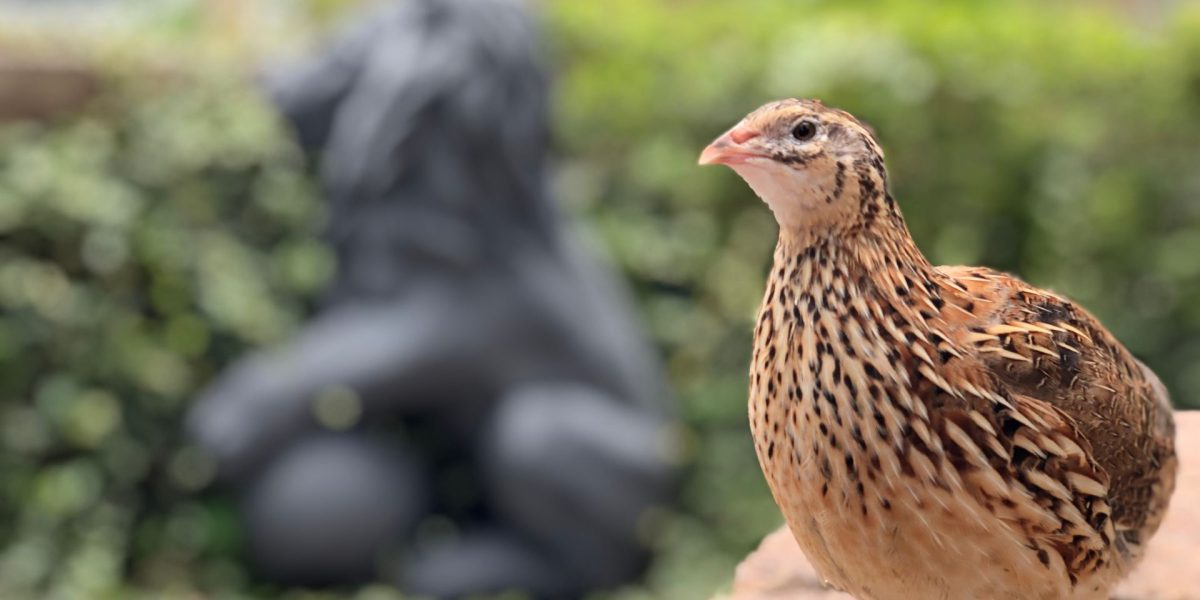 Păsările epuizate: Cum afectează creșterea puilor resursele lor