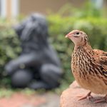 Păsările epuizate: Cum afectează creșterea puilor resursele lor