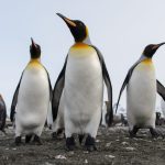 Pinguinul Imperial, pe lista speciilor pe cale de dispariție